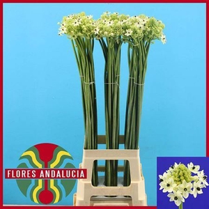Ornithogalum saundersiae