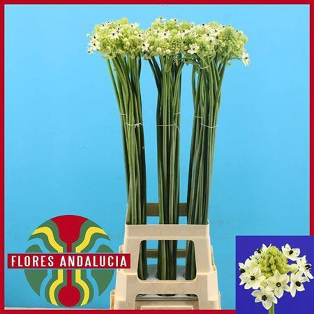<h4>Ornithogalum saundersiae</h4>