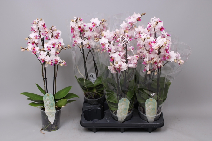 <h4>PHAL MF OV WIT</h4>