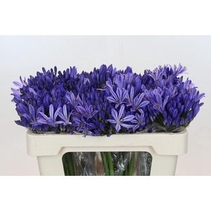 Agapanthus EYFORI Blue