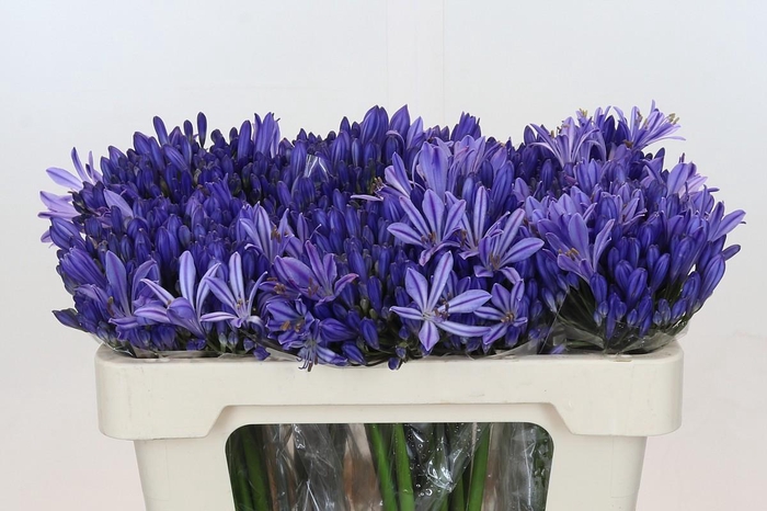 <h4>Agapanthus EYFORI Blue</h4>