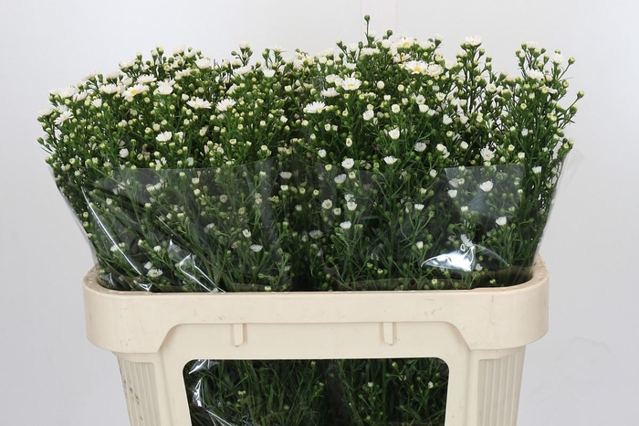 <h4>Aster Paquita</h4>