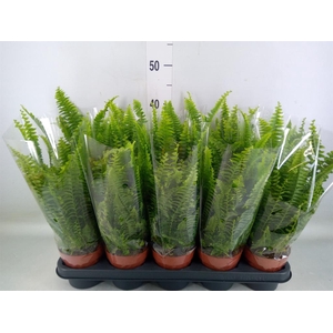 Nephrolepis exal. 'Green Lady'