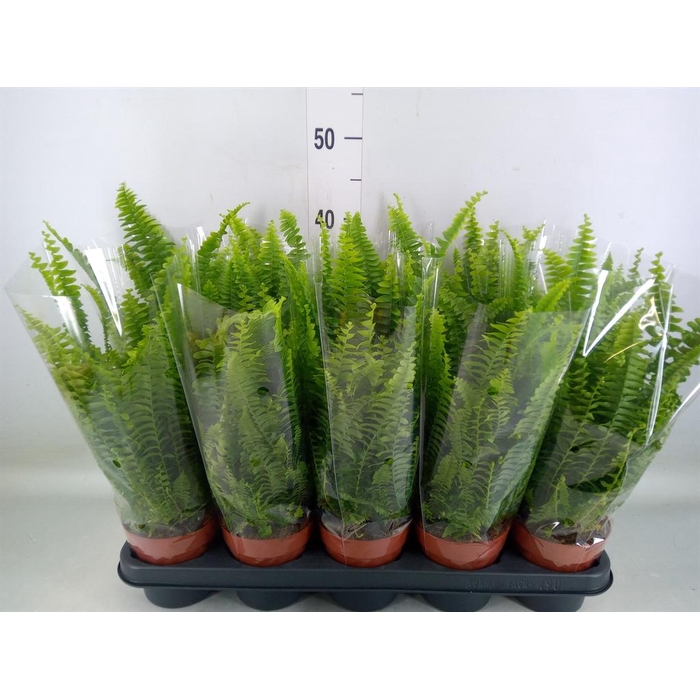 <h4>Nephrolepis exal. 'Green Lady'</h4>