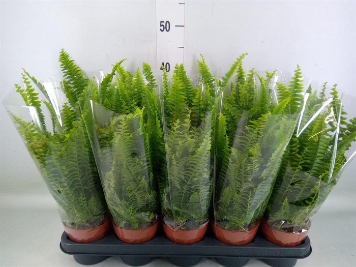 <h4>Nephrolepis exal. 'Green Lady'</h4>