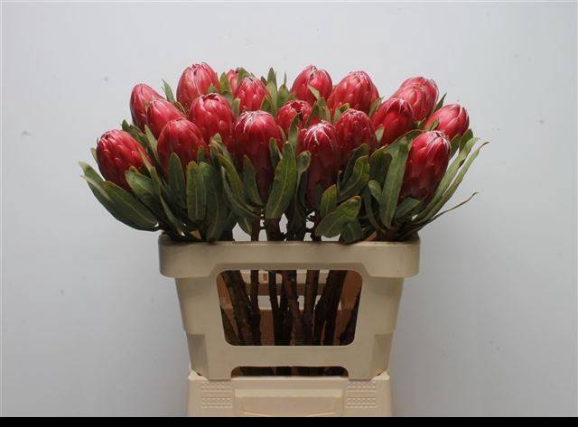 <h4>PROTEA BRENDA</h4>