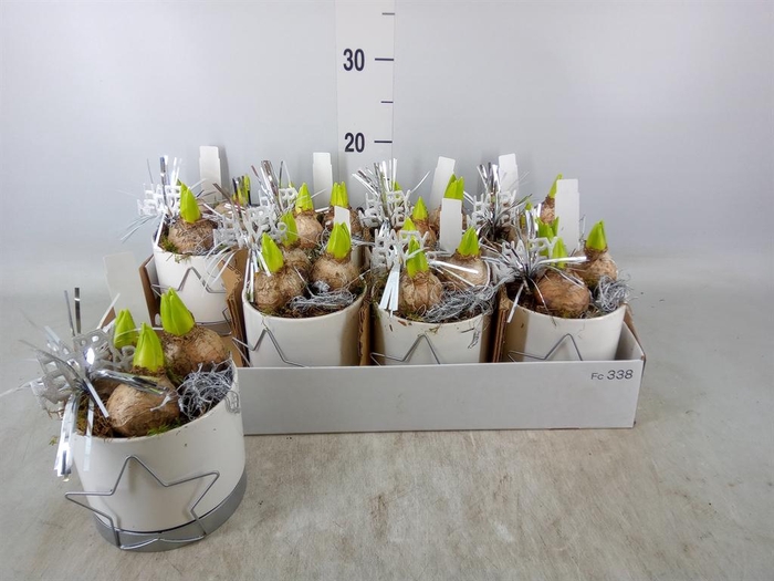 <h4>Arr. Hyacinthus L%</h4>