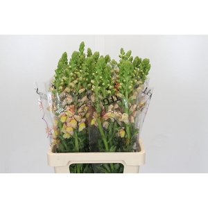Antirrhinum Potomac Geel