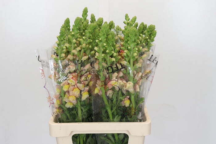 <h4>Antirrhinum Potomac Geel</h4>