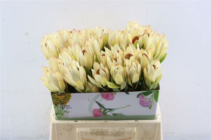 <h4>Leucad Red Pom-pom</h4>