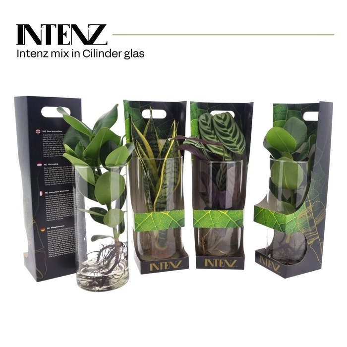 <h4>Intenz mix in Cylinder glas + Showdoos - levertijd: 24 uur</h4>