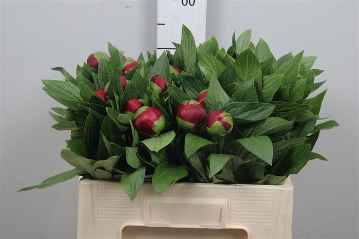 <h4>Paeo Red Charm</h4>