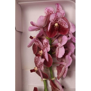 Vanda Di Pink Mahogany