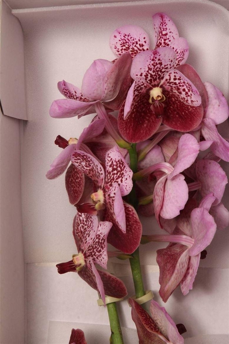 <h4>Vanda Di Pink Mahogany</h4>