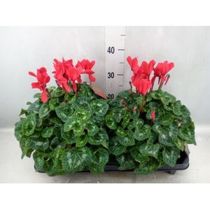 Cyclamen GR 'XL'