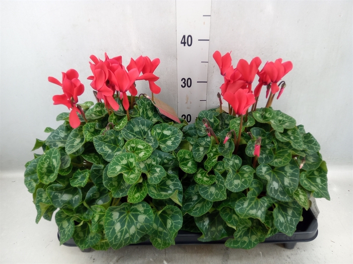 <h4>Cyclamen GR 'XL'</h4>