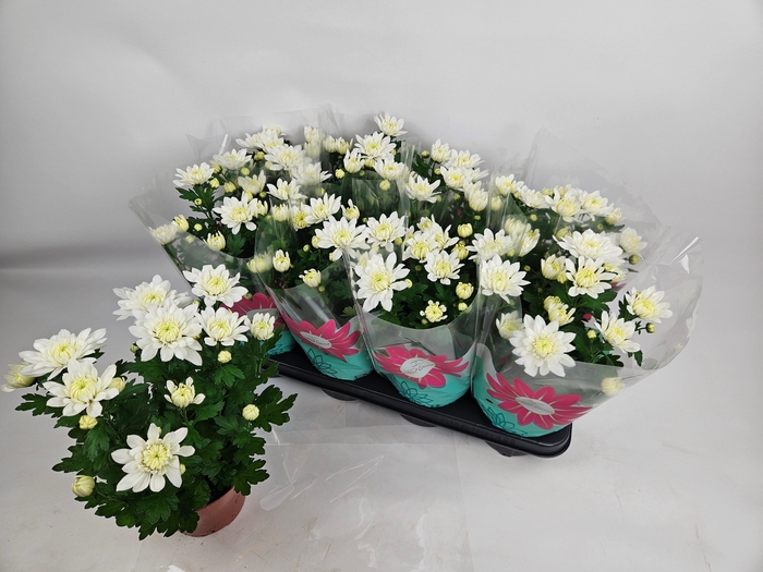 <h4>CHRYS CHR WHITE</h4>