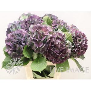 Hydrangea elbtal classic