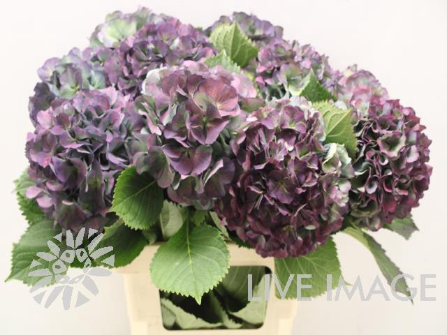 Hydrangea elbtal classic