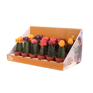 Cactus geent 8,5 cm in showdoos your lifetime plant