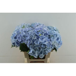 Hydr M Verena Blue 60-20