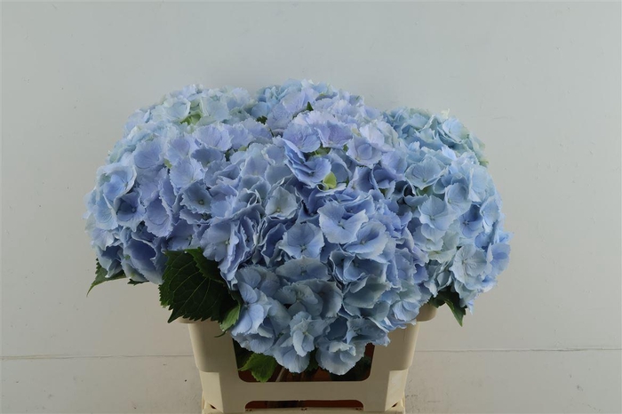 <h4>Hydr M Verena Blue 60-20</h4>