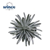 Senecio Scaposus Cutflower Wincx-8cm