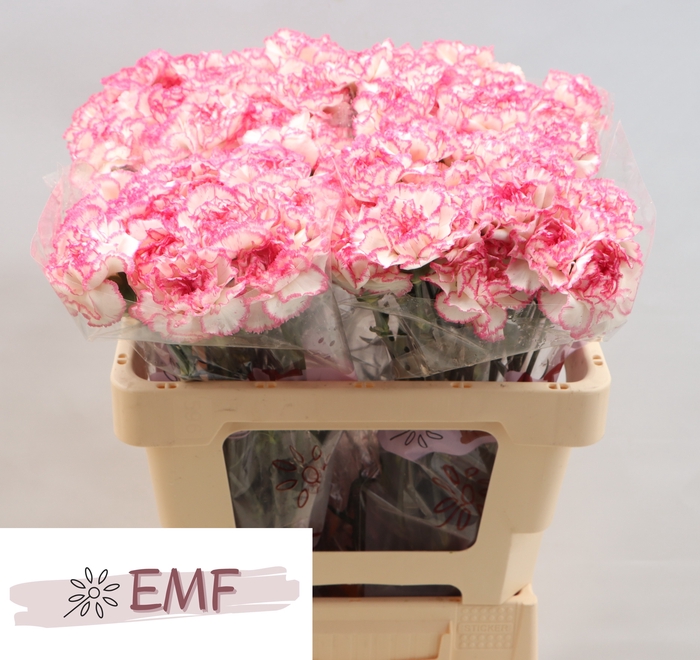 <h4>DI ST KOMACHI</h4>