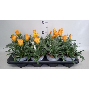 Gazania splen. 'Kiss Orange'