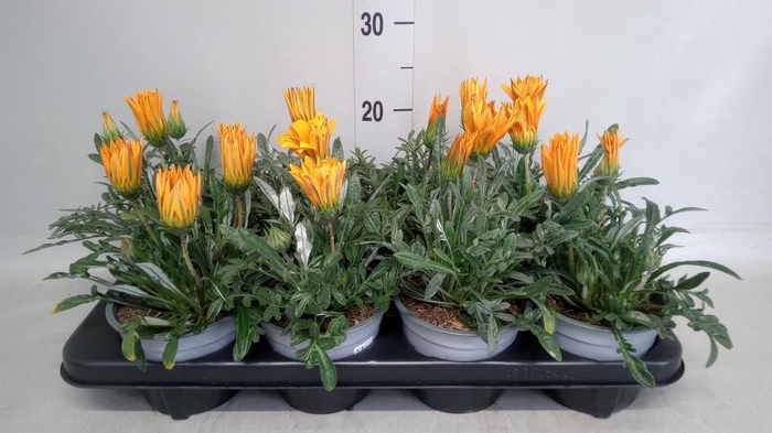<h4>Gazania splen. 'Kiss Orange'</h4>