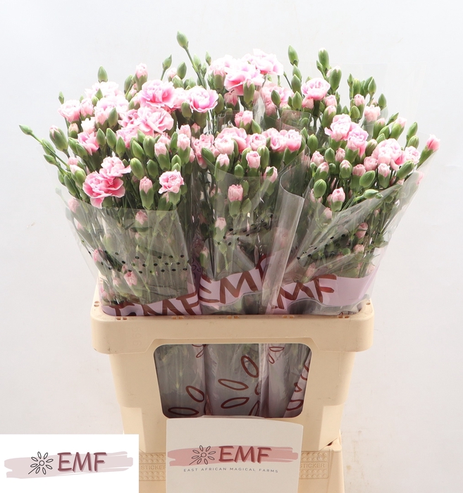 <h4>DI TR FANCY FRILL</h4>