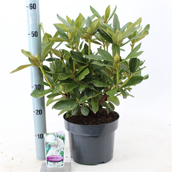 <h4>Rhododendron 'Cunningham's White'</h4>