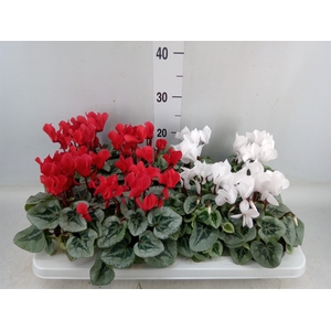 Cyclamen MD   ...