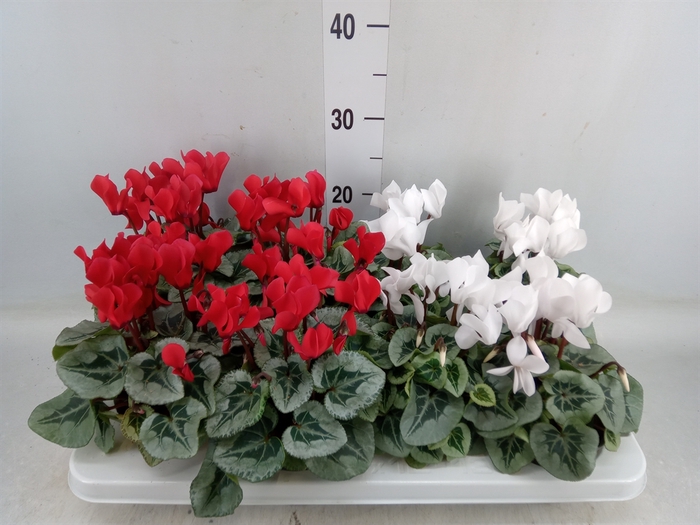 <h4>Cyclamen MD   ...</h4>