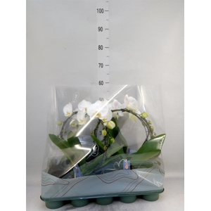 Phalaenopsis ...white