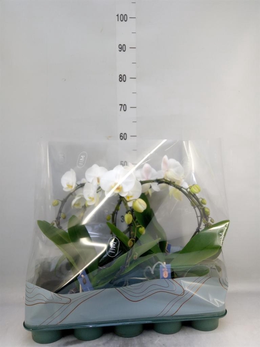 <h4>Phalaenopsis ...white</h4>