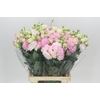 Eustoma Du Celeb Pink