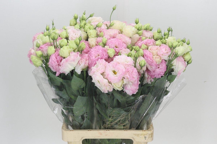 Eustoma Du Celeb Pink