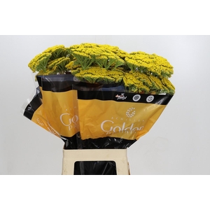 Achillea Golden Prairi