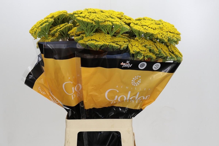 <h4>Achillea Golden Painted Prairi</h4>