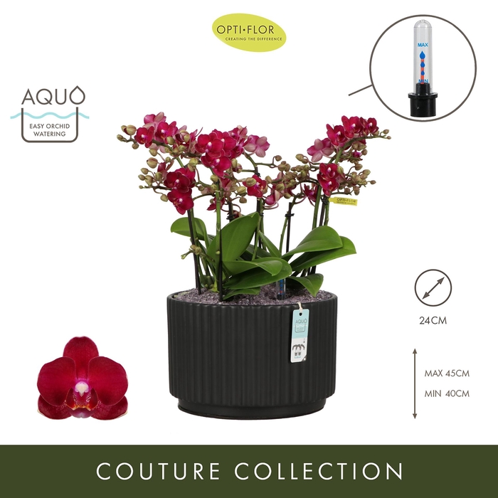 <h4>Arran. Boquetto Temptation Molise Dark Brown Aquo</h4>