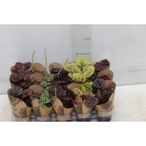 PEPEROMIA MINI P06 VARIADO