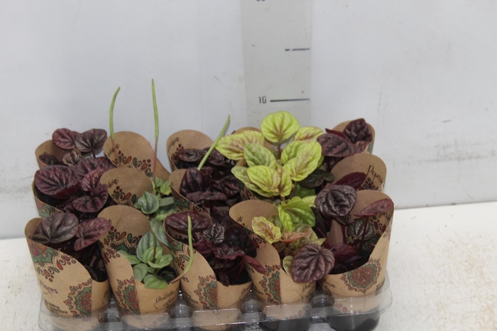 <h4>PEPEROMIA MINI P06 VARIADO</h4>