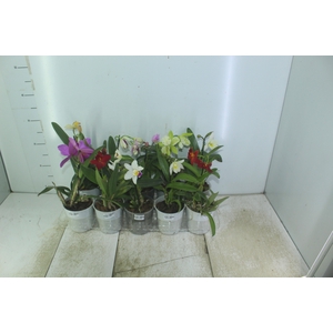 ORQUIDEA CATTLEYA MINI P12