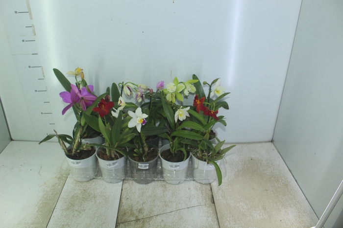 <h4>ORQUIDEA CATTLEYA MINI P12</h4>