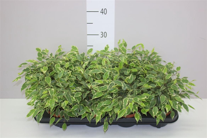 <h4>Ficus Kinky</h4>