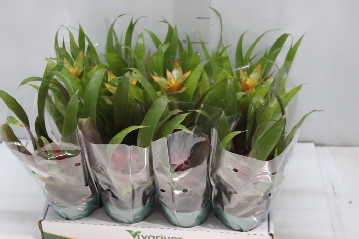<h4>GUZMANIA VARIADA P09</h4>
