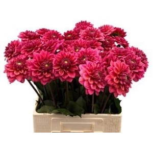 Dahlia Salmon Runner Franke