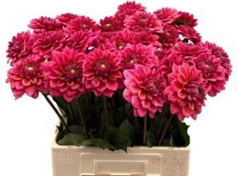 <h4>Dahlia Salmon Runner Franke</h4>