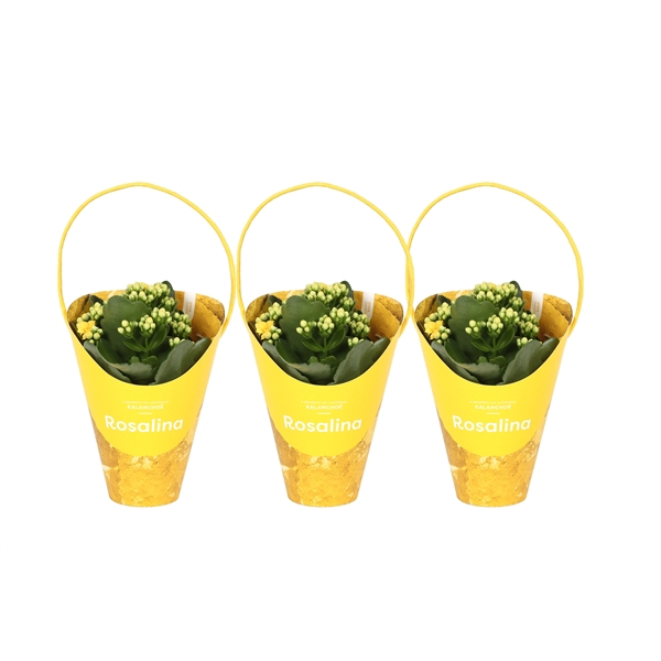 <h4>KP-857.1 GL - Kalanchoe Rosalina Geel 7cm Giftskoker</h4>